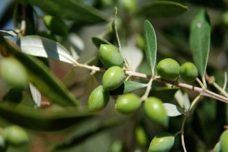 Αχαϊκό Εργαστήρι: Σήμερα το 2ο Φεστιβάλ δράσεων "Ελιά και παράδοση"