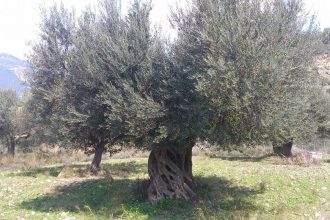 Η ελιά του πρώην δημάρχου!