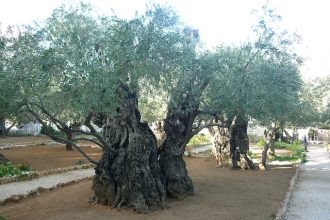 Το πικρό ελαιόλαδο από τη Αρκαδία που αποθεώνει πανεπιστήμιο της Καλιφόρνια