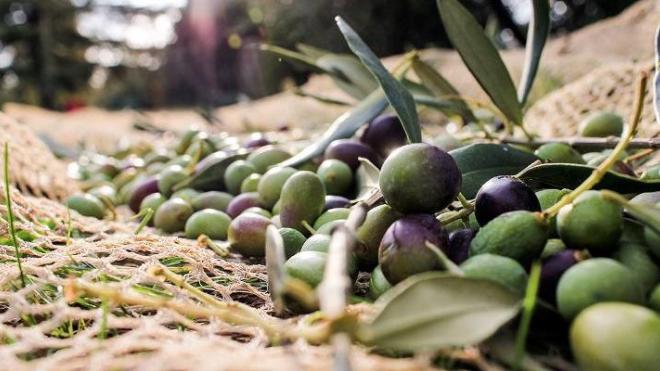 Ερύμανθος: Σήμερα η ενημερωτική ημερίδα για τις ασθένειες του ελαιόκαρπου