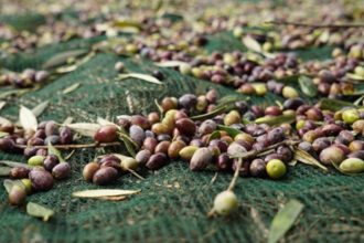 O "μυστικοπαθής" γαλαζοαίματος"Σεΐχης, που αγοράζει... ελιές σε Αχαΐα και Ηλεία!