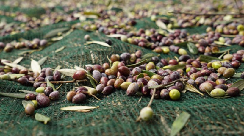 O "μυστικοπαθής" γαλαζοαίματος"Σεΐχης, που αγοράζει... ελιές σε Αχαΐα και Ηλεία!