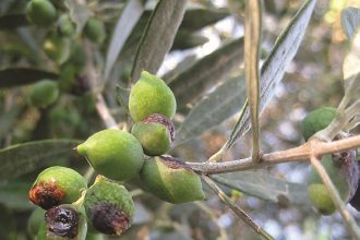 Σύγχρονες μέθοδοι για την προστασία της ελιάς και των εσπεριδοειδών