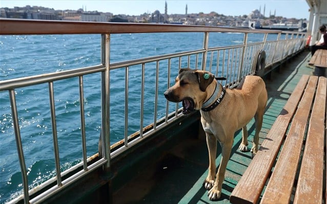 Ο σκύλος που περιπλανιέται στην Κωνσταντινούπολη με τα μέσα μεταφοράς!
