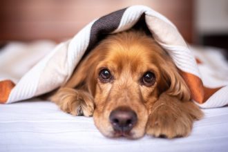 Πώς θα προετοιμάσετε τον σκύλο σας για τις κρύες μέρες του χειμώνα