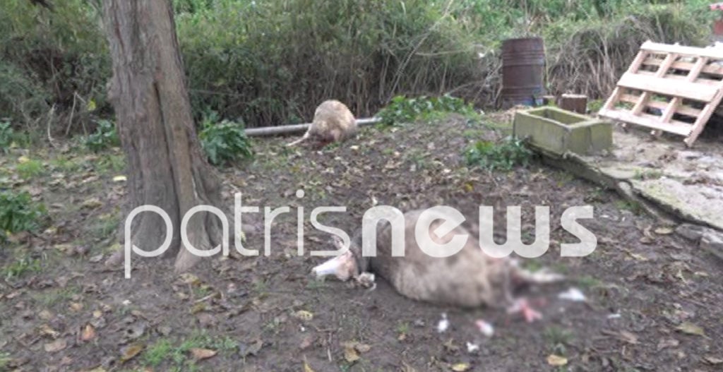 Δυτ. Ελλάδα: Άγρια σκυλιά κατασπάραξαν το κοπάδι του – Επιτέθηκαν και στον κτηνοτρόφο
