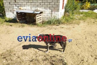 Συνελήφθη 60χρονος για κακοποίηση ζώου στην Εύβοια