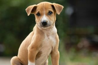 Γιατί πολλοί άνθρωποι αγαπούν τα ζώα περισσότερο από τους ανθρώπους