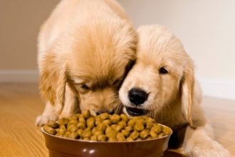 Μπορεί να βαρεθεί ο σκύλος σας την τροφή του; Τι πρέπει να κάνετε σε κάθε περίπτωση
