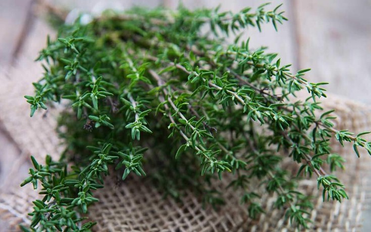 Το θυμάρι "σύμμαχος" κατά της πιτυρίδας