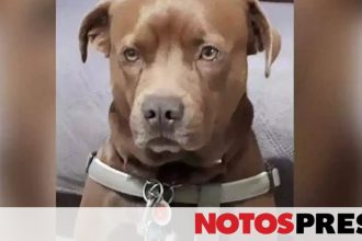 Κρήτη: Ο σκύλος - ήρωας που έσωσε τη ζωή γείτονα της οικογένειάς του