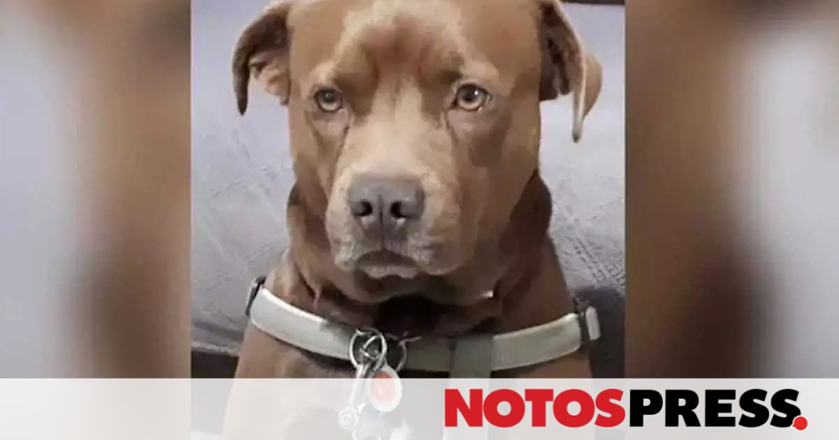 Κρήτη: Ο σκύλος - ήρωας που έσωσε τη ζωή γείτονα της οικογένειάς του