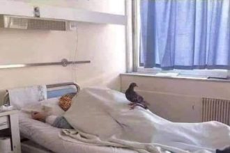 Νοσοκομείο Ρίου: Τον ...επισκέφθηκε περιστέρι