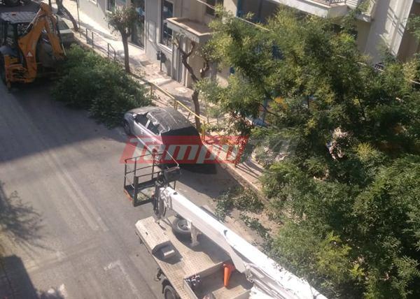 Πάτρα: Κλάδεμα δένδρων ...με το χάραμα ΦΩΤΟ