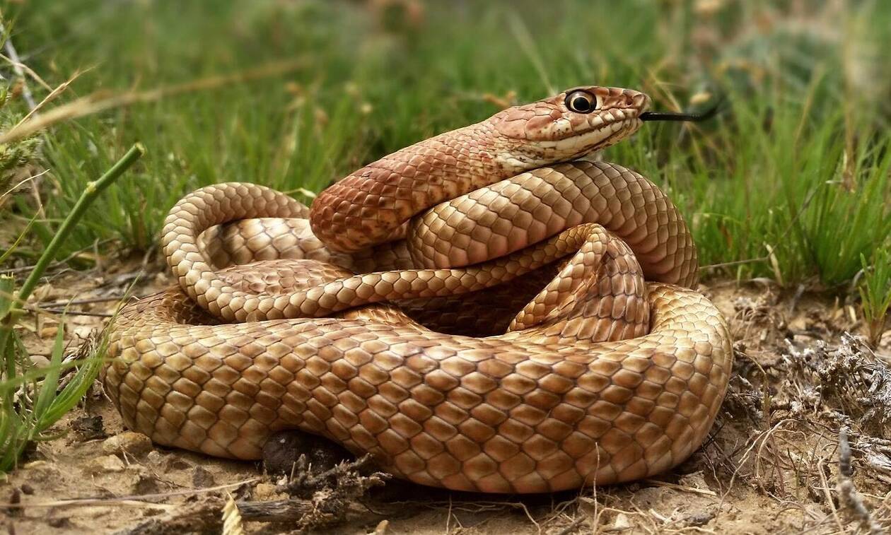 Μερικά φίδια σκηνοθετούν περίτεχνους ψεύτικους θανάτους για να ξεφύγουν από τον κίνδυνο