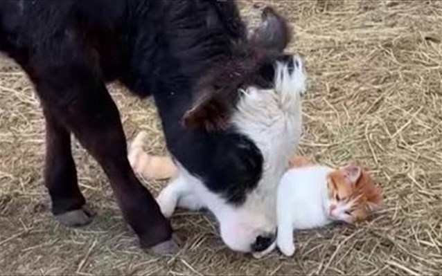 Η παράξενη φιλία μιας γάτας με μια αγελάδα - Θα ξετρελαθείτε με το βίντεο!