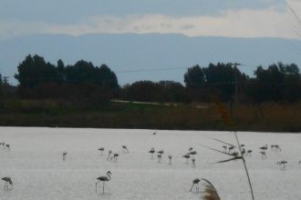 Μια μοναδική εικόνα! Φλαμίνγκο στη λίμνη Αράξου
