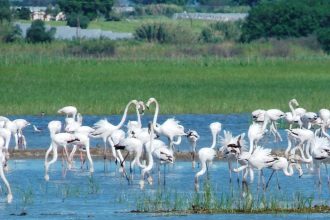 Φλαμίγκος στη Στροφυλιά - ΔΕΙΤΕ ΦΩΤΟΓΡΑΦΙΕΣ