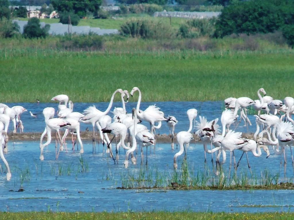 Φλαμίγκος στη Στροφυλιά - ΔΕΙΤΕ ΦΩΤΟΓΡΑΦΙΕΣ