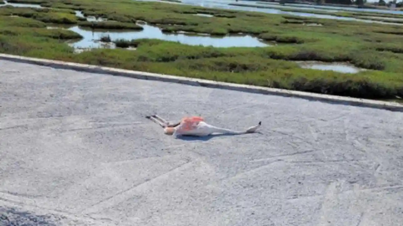 Μεσολόγγι: Νεκρά από ηλεκτροπληξία φλαμίνγκο στην Τουρλίδα – Φωτό & Bίντεο