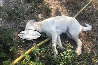 Καταγγελία για φόλες στην περιοχή του Σκαγιοπουλείου