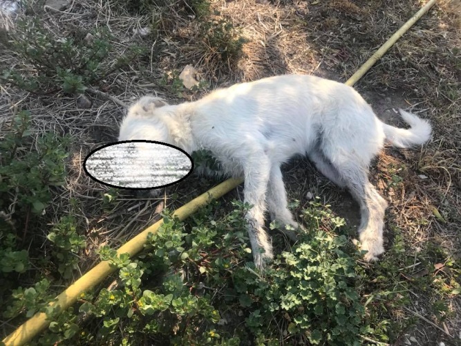 Καταγγελία για φόλες στην περιοχή του Σκαγιοπουλείου