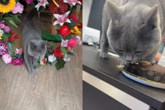 Γνωρίστε τον Σίμπα - Ο πρώτος γάτος… influencer της χώρας μας!