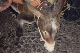 Σαντορίνη: Εξαντλημένο γαϊδουράκι κατέρρευσε από το βάρος του φορτίου που κουβαλούσε - ΦΩΤΟ