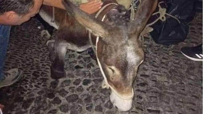 Σαντορίνη: Εξαντλημένο γαϊδουράκι κατέρρευσε από το βάρος του φορτίου που κουβαλούσε - ΦΩΤΟ