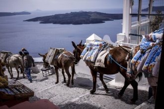 Καύσωνας: SOS για τα γαϊδουράκια και τις συνθήκες διαβίωσής τους