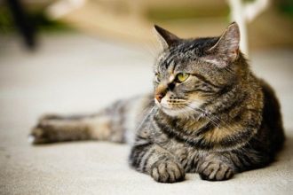 6 λόγοι που η γάτα σας προτιμά τα ζεστά μέρη