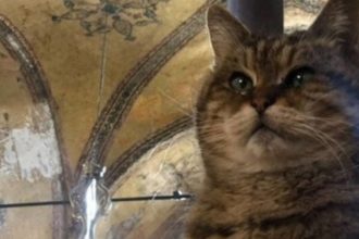 Πέθανε η Γκλι, η διάσημη «γάτα της Αγίας Σοφίας», 16 ετών