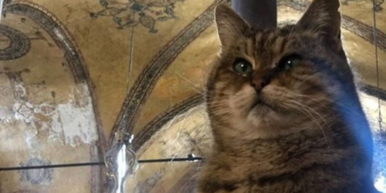 Πέθανε η Γκλι, η διάσημη «γάτα της Αγίας Σοφίας», 16 ετών