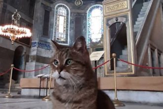 Αρρώστησε η γάτα στην Αγία Σοφία