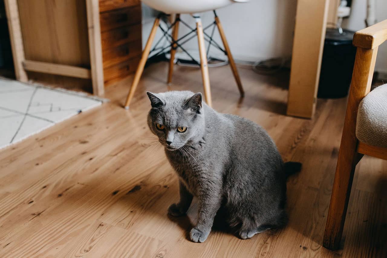 Γάτα σε διαμέρισμα: Τα πιο χρήσιμα tips συμβίωσης