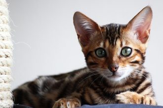 Γιατί ξύνεται η γάτα σας ή χάνει το τρίχωμά της - Κοινές δερματικές παθήσεις