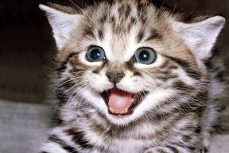 Τι σημαίνει αν φαίνεται το τρίτο βλέφαρο μιας γάτας;