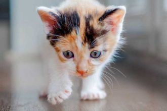 Ξήλωσαν μπασκέτα για να απεγκλωβίσουν γατάκι στο 1ο Λύκειο Ναυπάκτου- Δείτε βίντεο