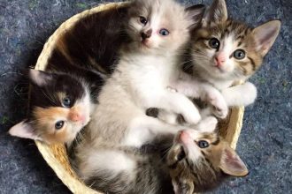 Γνωρίζουν οι γάτες τα ονόματα των άλλων γατών που ζουν μαζί στο σπίτι;