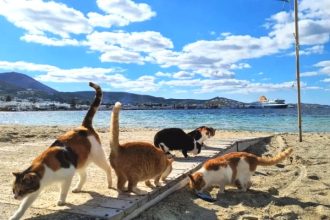 Σε ποια μέρη της Ελλάδας οι αδέσποτες γάτες είναι καλότυχες;