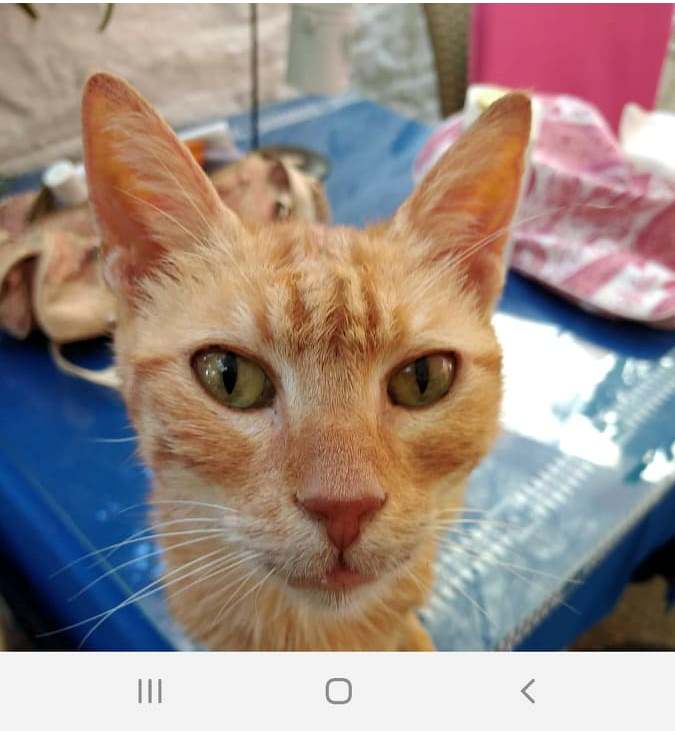 Πάλεψε γενναία αλλά δεν τα κατάφερε... Η κίνηση γιατρών του νοσοκομείου που συγκίνησε! ΦΩΤΟ