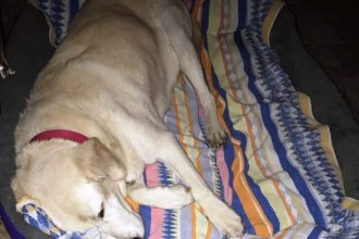 Θυμάστε την πυροβολημένη λαμπραντορίτσα; Ένας χρόνος μετά...