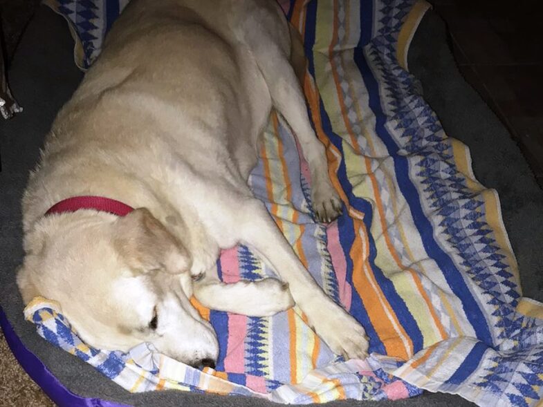 Θυμάστε την πυροβολημένη λαμπραντορίτσα; Ένας χρόνος μετά...