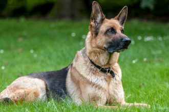 5 φυλές σκύλων που υποφέρουν περισσότερο όταν φεύγετε από το σπίτι