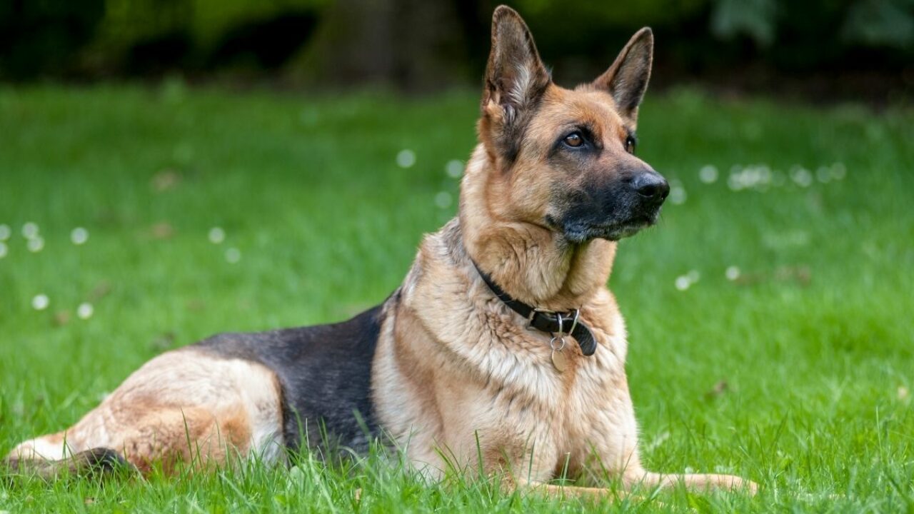 5 φυλές σκύλων που υποφέρουν περισσότερο όταν φεύγετε από το σπίτι