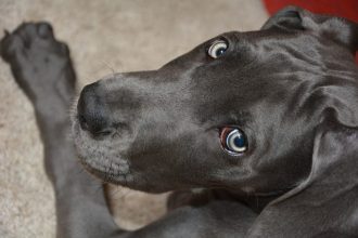 Ο σκύλος ζητά "συγγνώμη" όταν κάνει αταξία και εμείς τον μαλώνουμε. Το δείχνει και με το βλέμμα του - Σωστά;