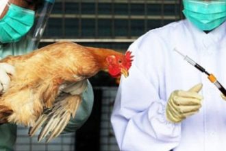 ΗΠΑ: Πρόσφατες μολύνσεις από τον ιό της γρίπης των πτηνών προκαλούν ανησυχία