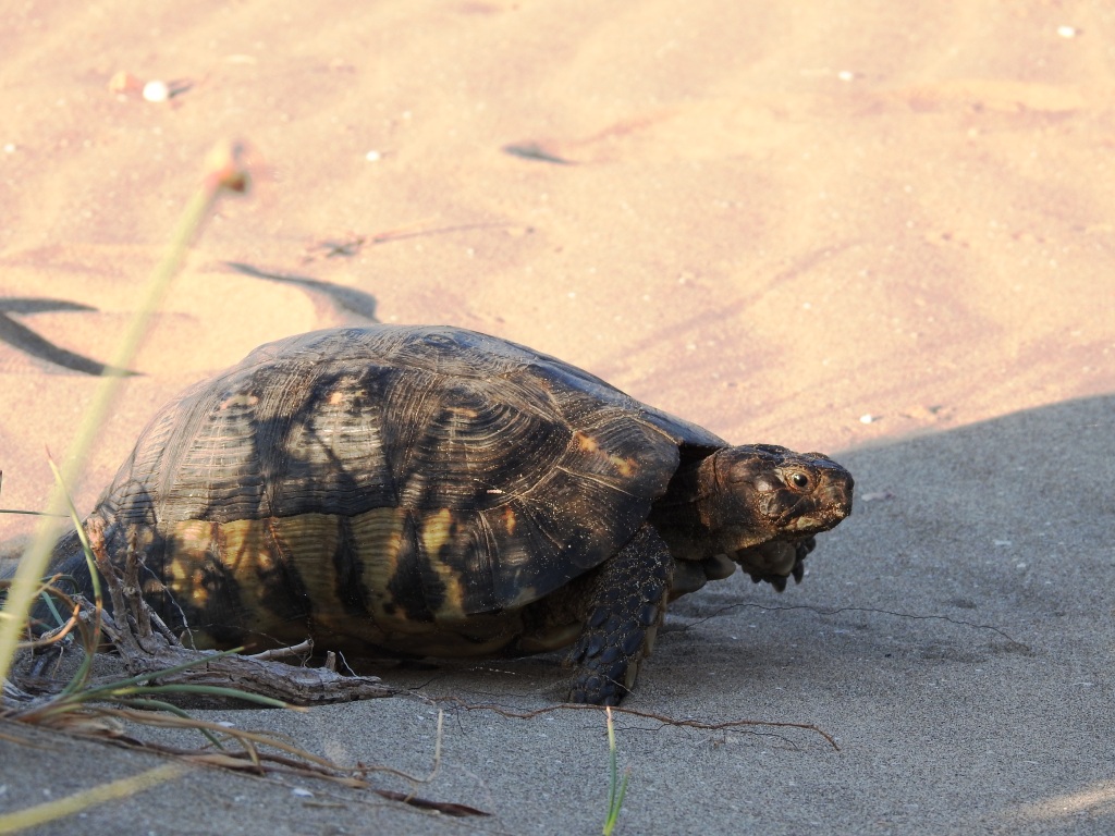 Μεσολόγγι: Η φύση δεν μπαίνει σε καραντίνα - Δράση παρακολούθησης της κρασπεδωτής χελώνας από τον Φορέα Διαχείρισης