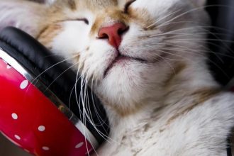 Τα 4 είδη μουσικής που προτιμούν να ακούνε οι γάτες