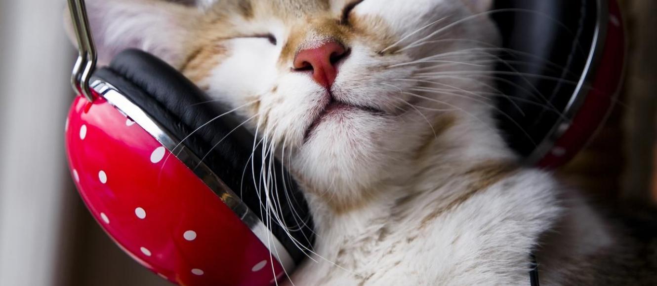 Τα 4 είδη μουσικής που προτιμούν να ακούνε οι γάτες